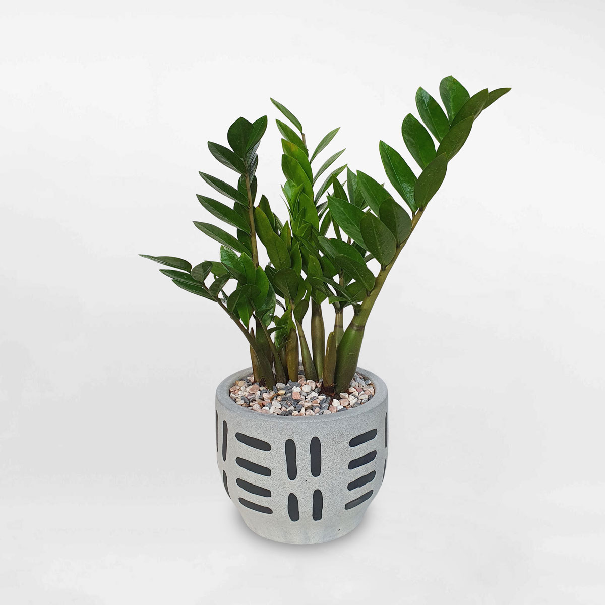 Cây kim tiền để bàn chậu men sứ ZAMI010