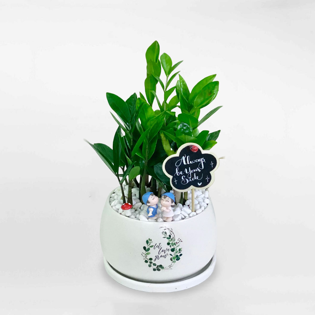Cây kim tiền nhỏ để bàn chậu sứ ZAMI008