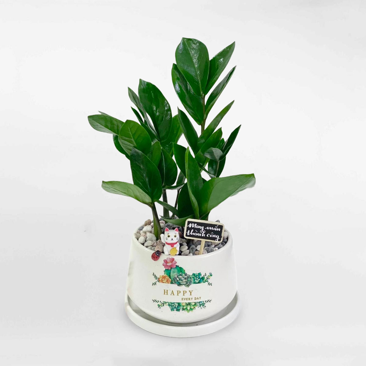 Cây kim tiền nhỏ để bàn chậu sứ ZAMI007