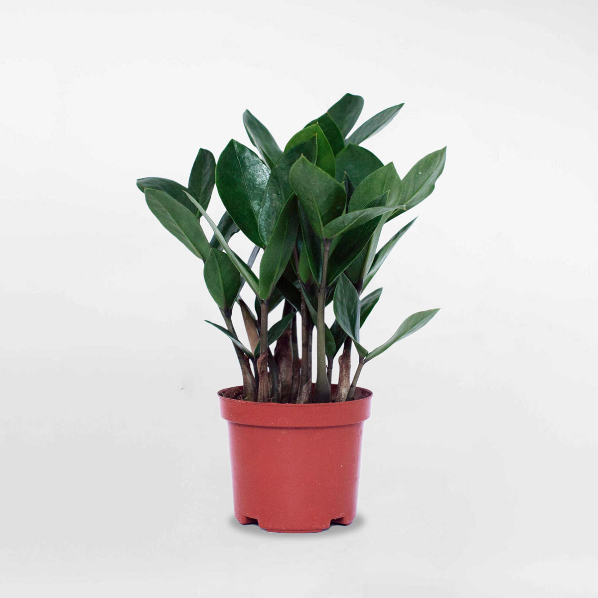 Cây kim tiền nhỏ chậu ươm ZAMI001