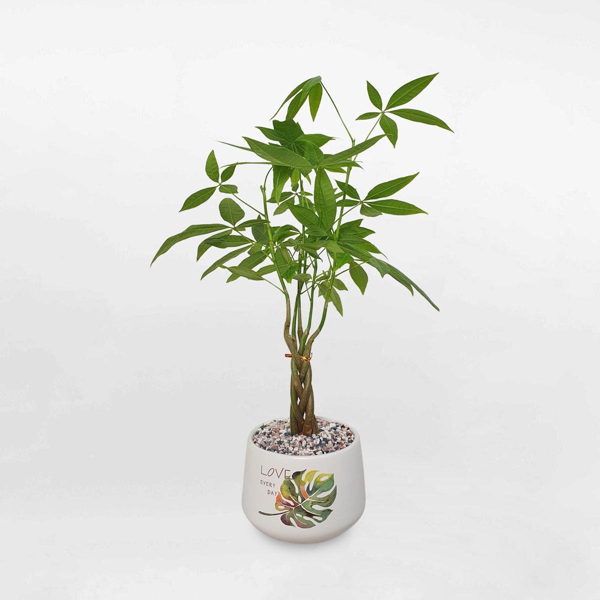 Cây kim ngân bính để bàn chậu sứ LONI009