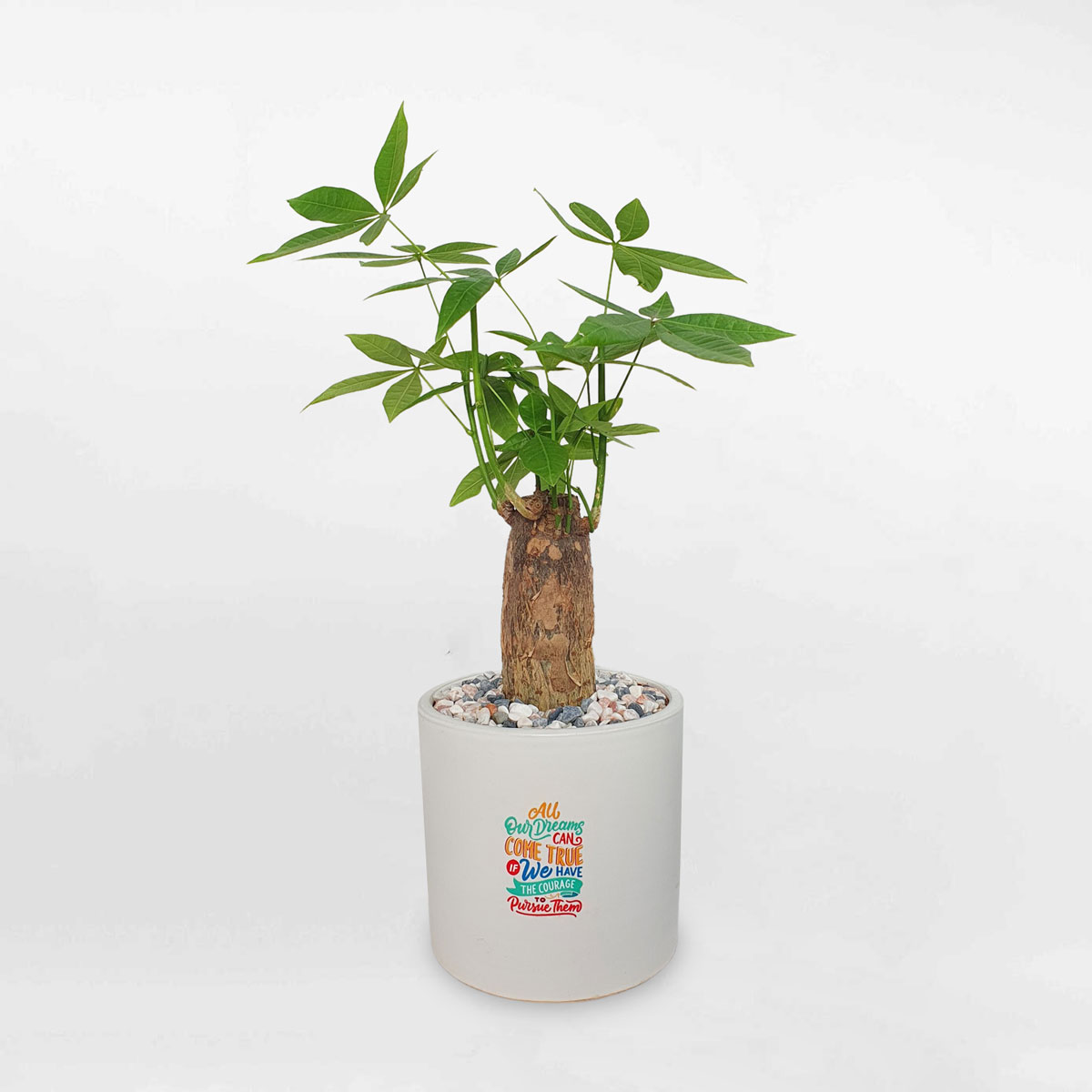 Cây kim ngân một thân trụ nhỏ chậu sứ LONI007