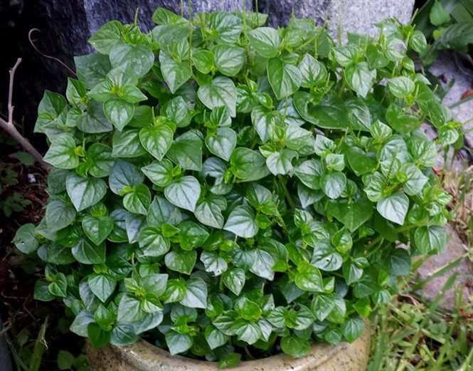 Hạt Giống Rau Càng Cua Phú Nông 2