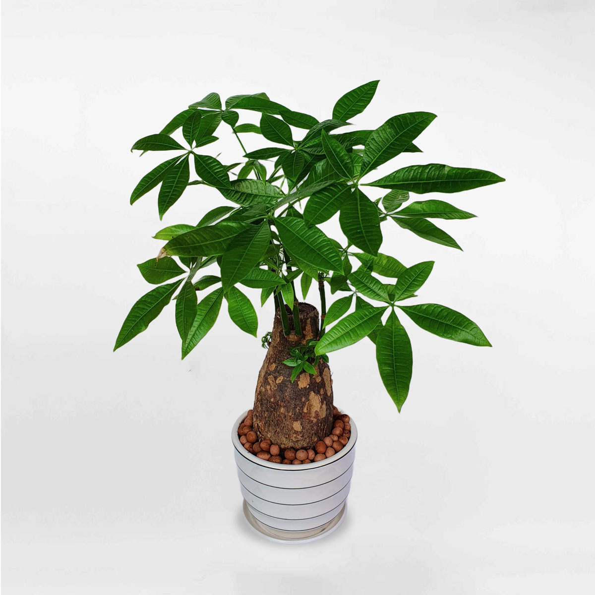 Cây kim ngân một thân trụ to chậu sứ LONI006
