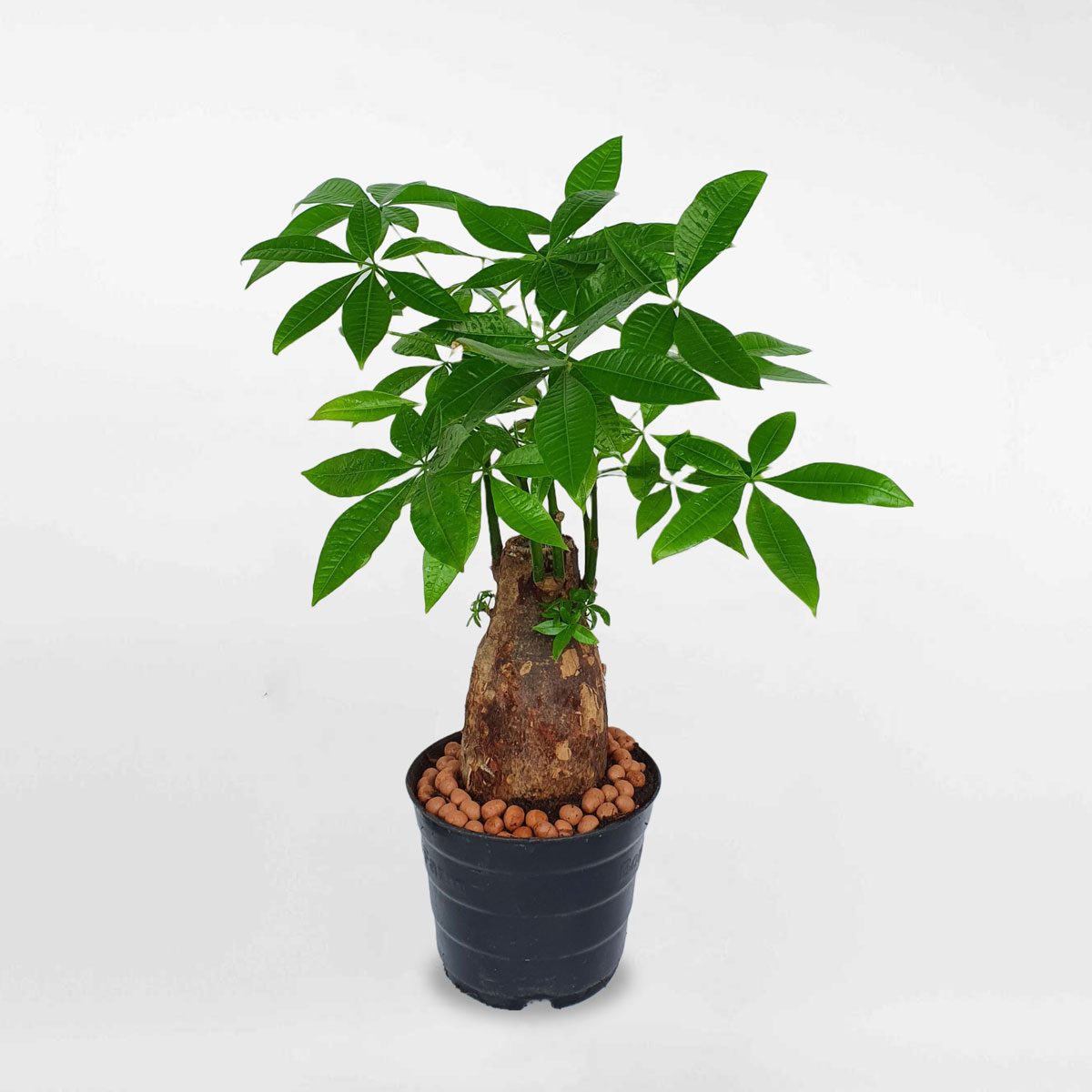 Cây kim ngân thân trụ to để bàn chậu ươm LONI003