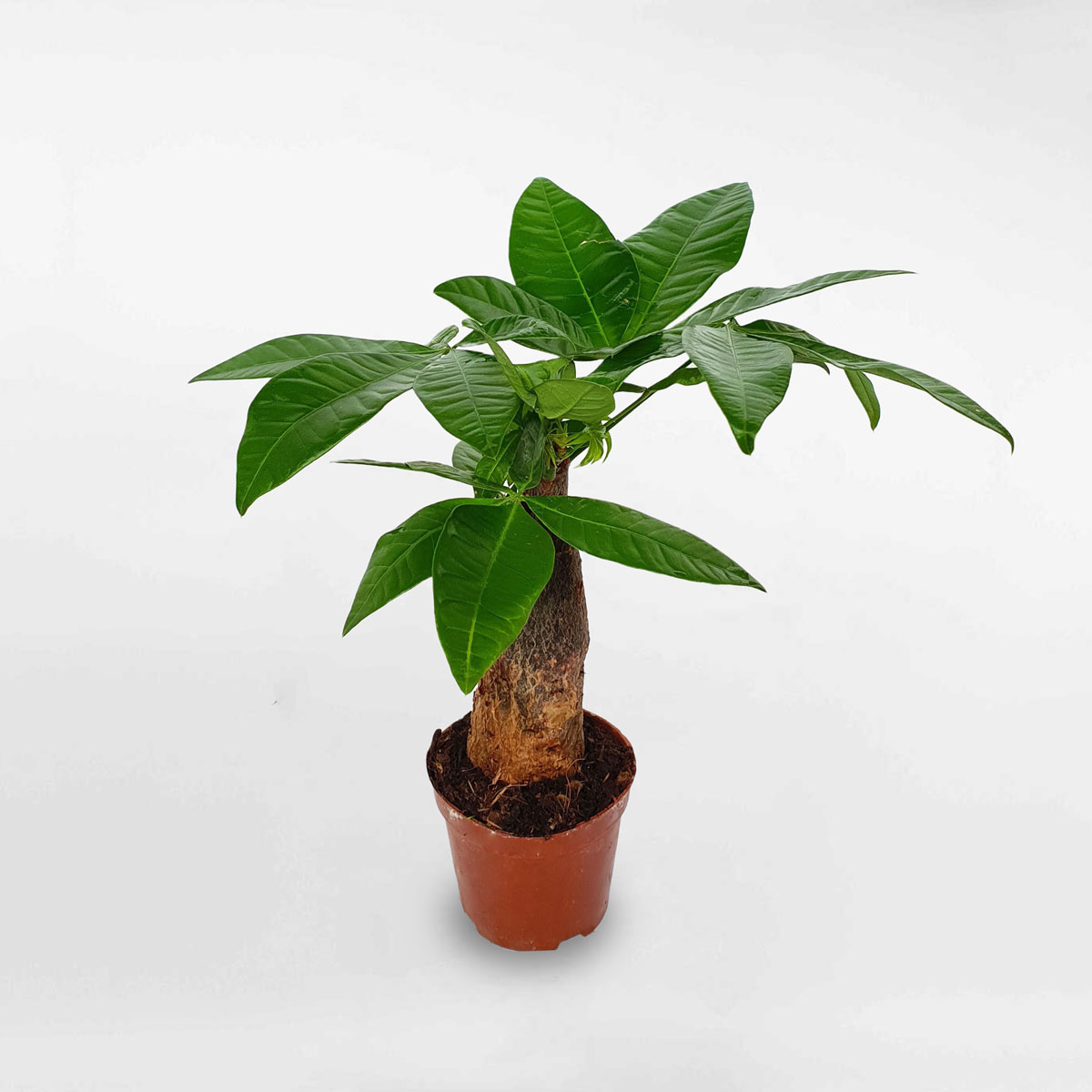Cây kim ngân một thân mini chậu ươm LONI001