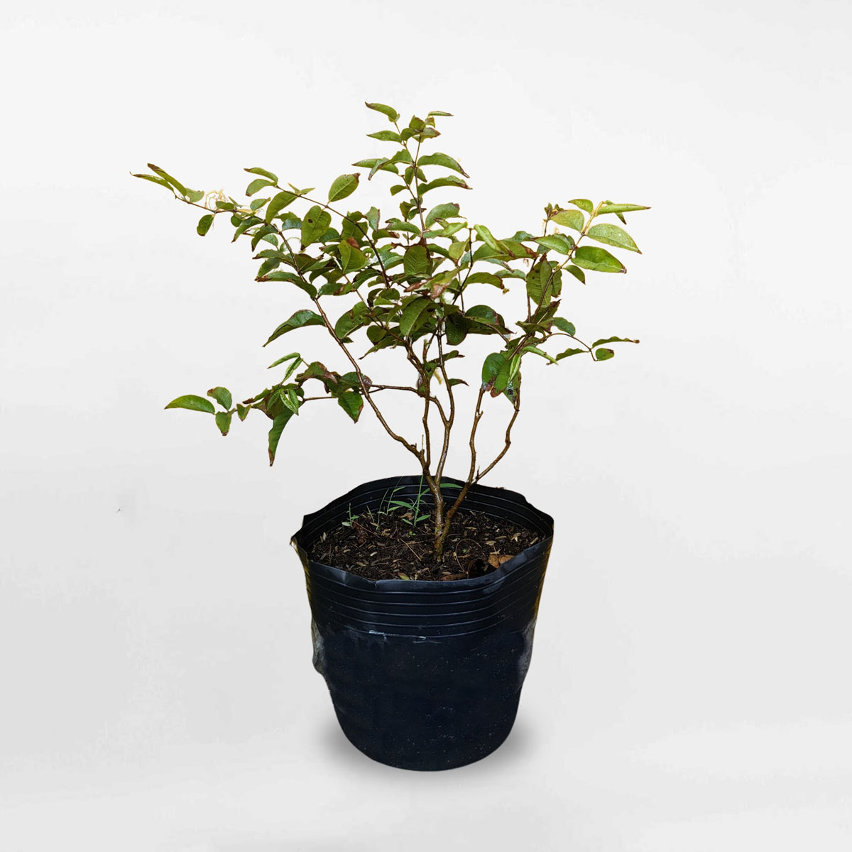 Cây nho thân gỗ 12 vụ chậu ươm FRUI016