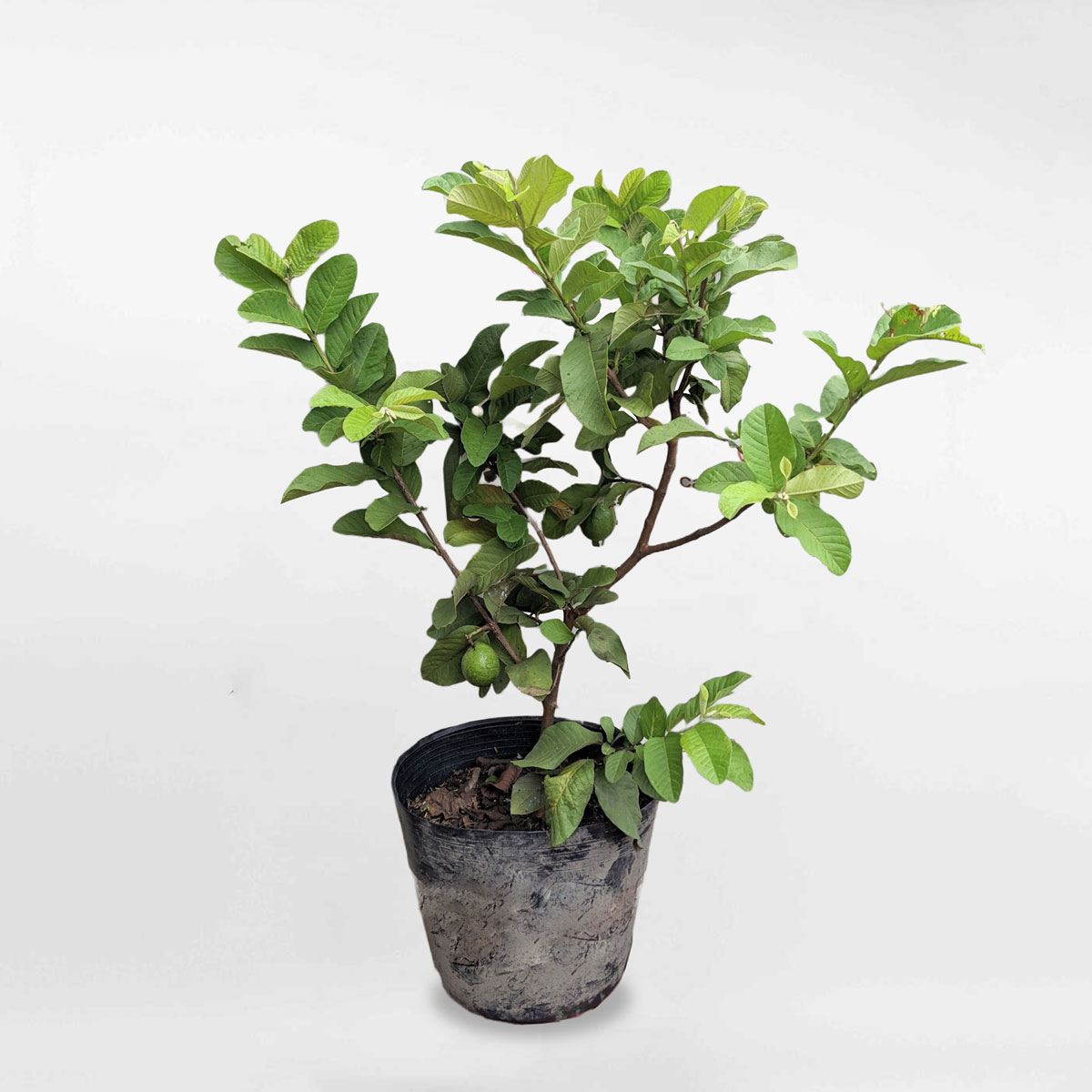 Cây ổi ruột đỏ Tân Châu chậu ươm FRUI015