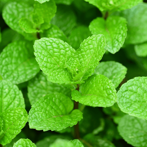 Hạt giống bạc hà âu (húng lũi) Phú Nông-800 mentha piperita 2