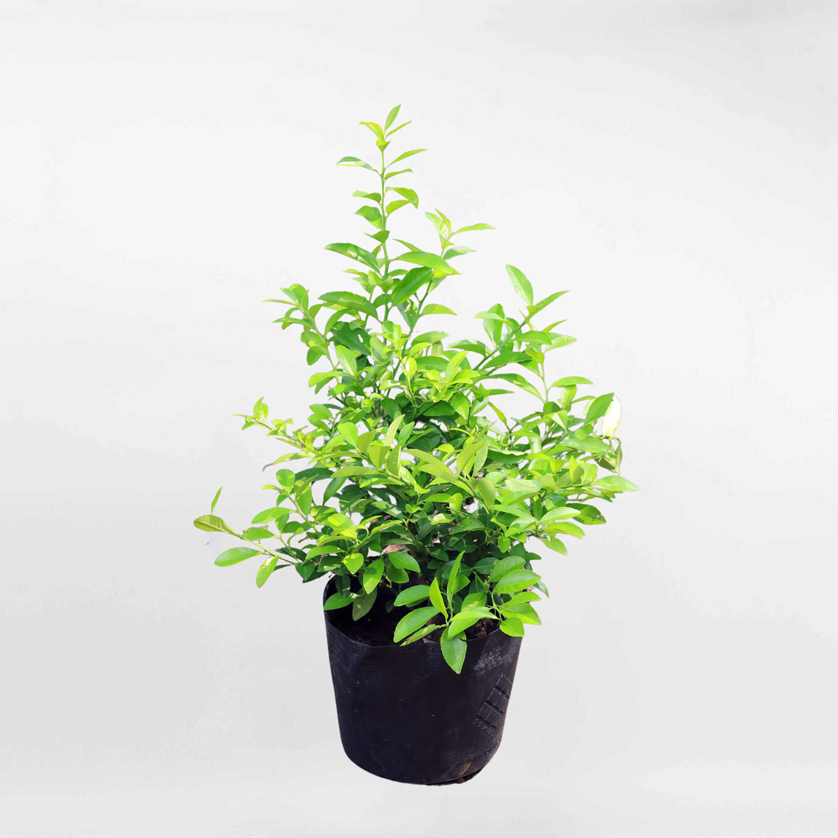 Cây chanh bắc chậu ươm FRUI013
