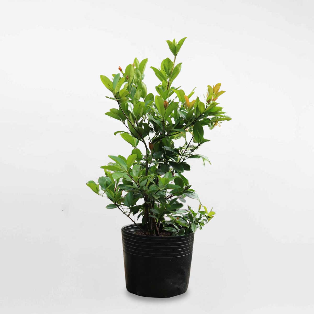 Cây cherry Brazil chậu ươm FRUI011