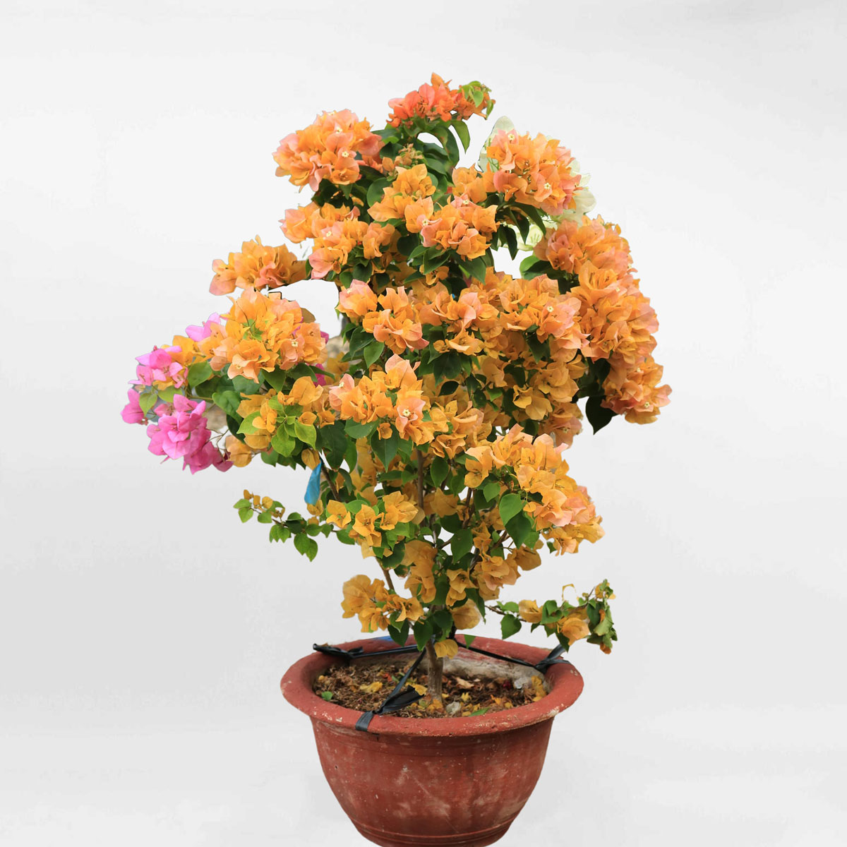 Cây bông giấy thái ghép mix màu chậu ươm BGTL001