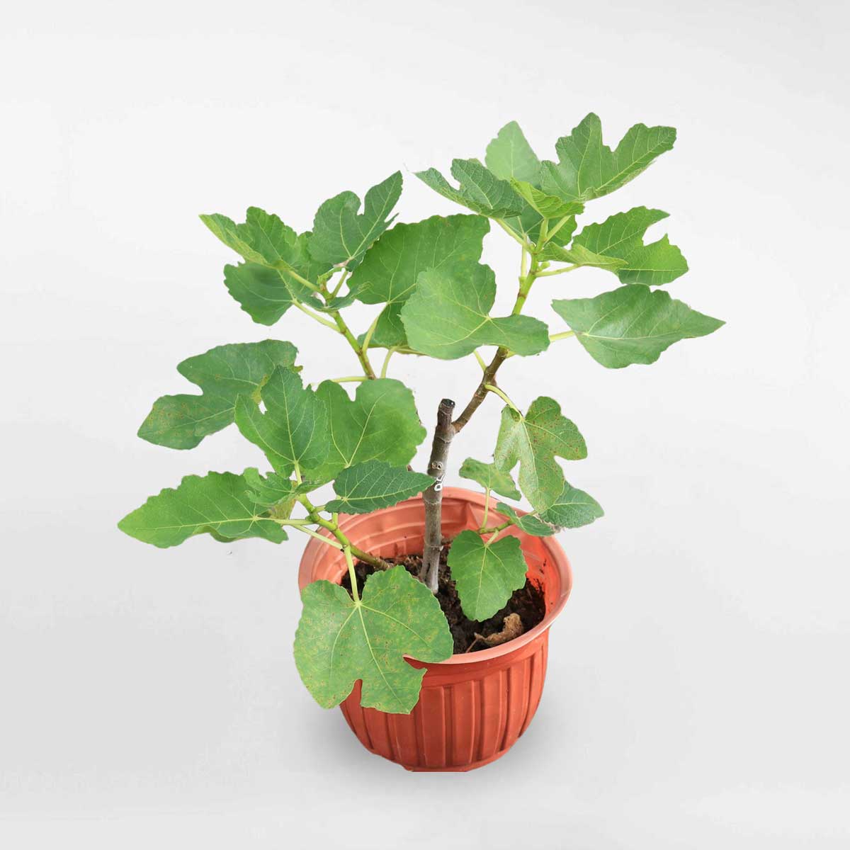 Cây sung Mỹ Masui Dauphine B5 chậu ươm FRUI010