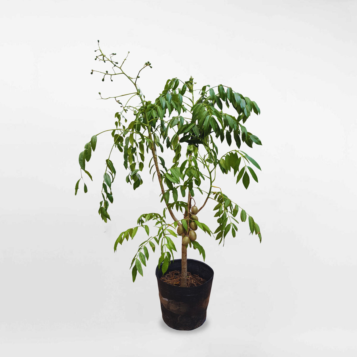 Cây cóc Thái Lan trái nhỏ chậu ươm FRUI008