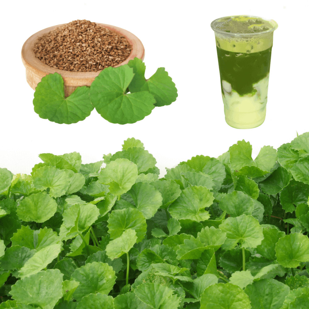 Hạt giống rau má Phú Nông 2