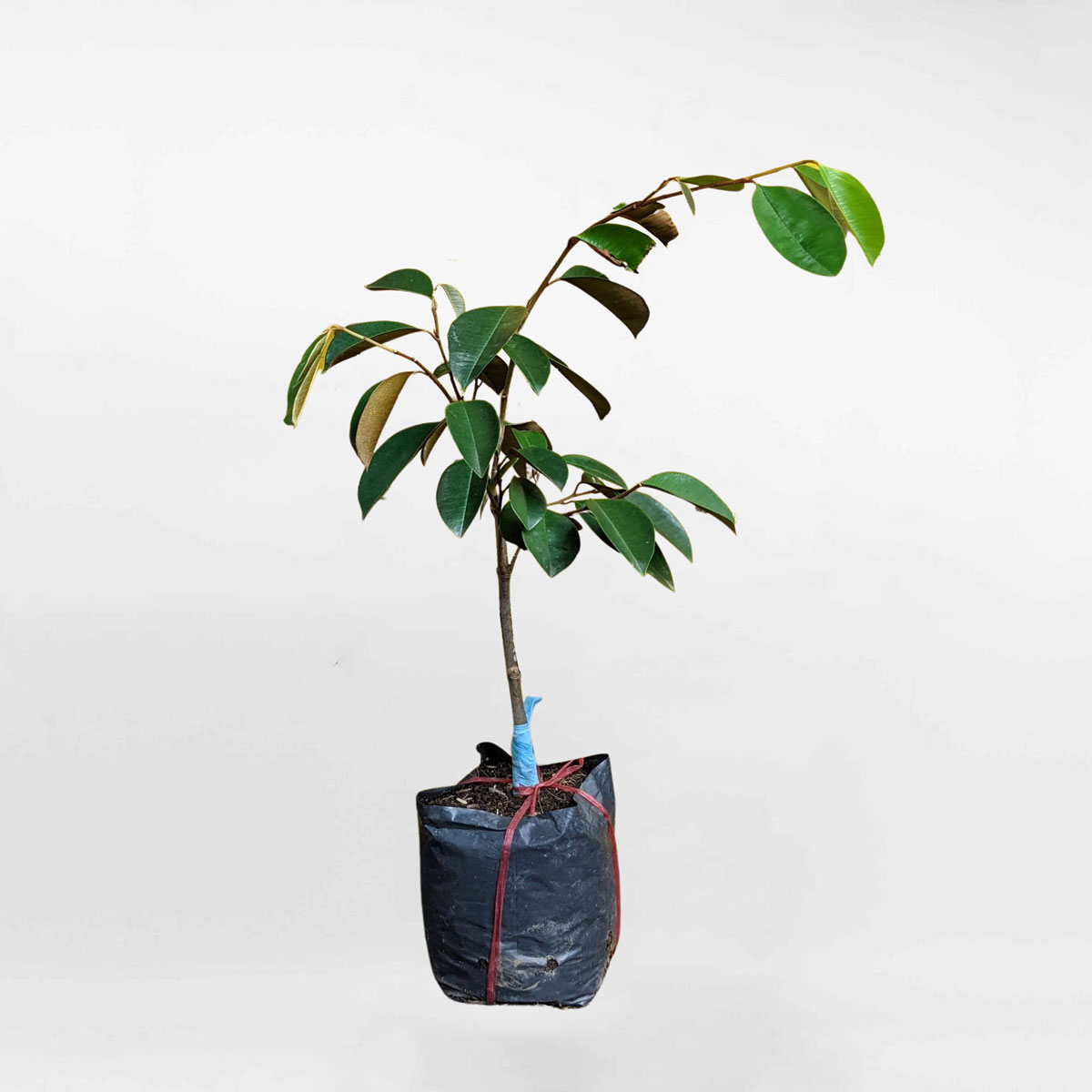 Cây vú sữa Lò Rèn chậu ươm FRUI007