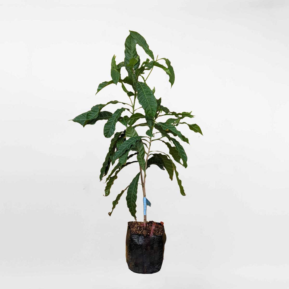 Cây vú sữa hoàng kim chậu ươm FRUI006