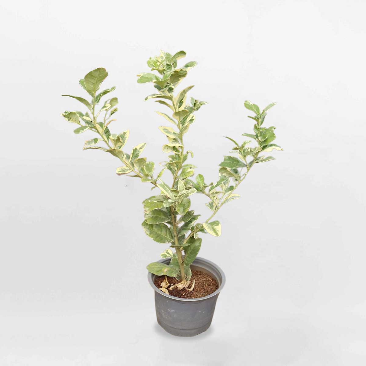 Cây chanh cẩm thạch chậu ươm FRUI005