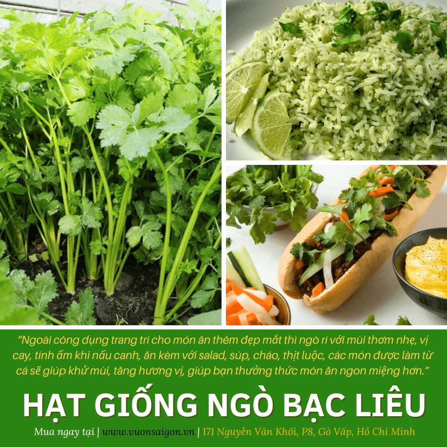 Hạt giống ngò rí Bạc Liêu Phú Nông 2