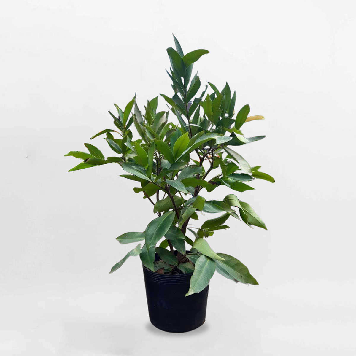 Cây mận đỏ An Phước chậu ươm FRUI004