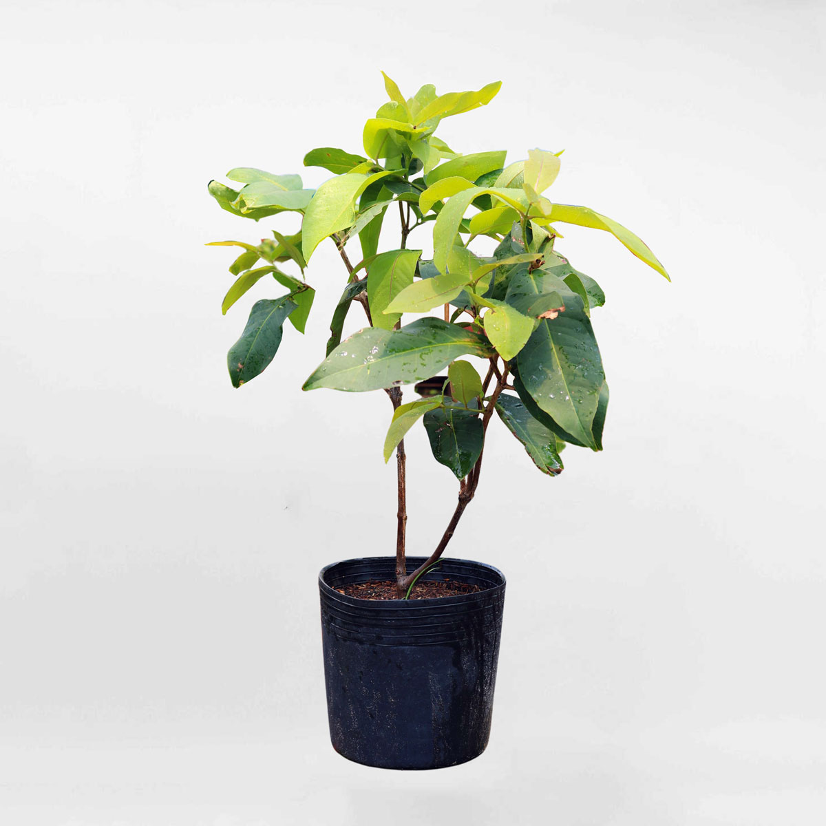 Cây mận xanh tam hoa chậu ươm FRUI003
