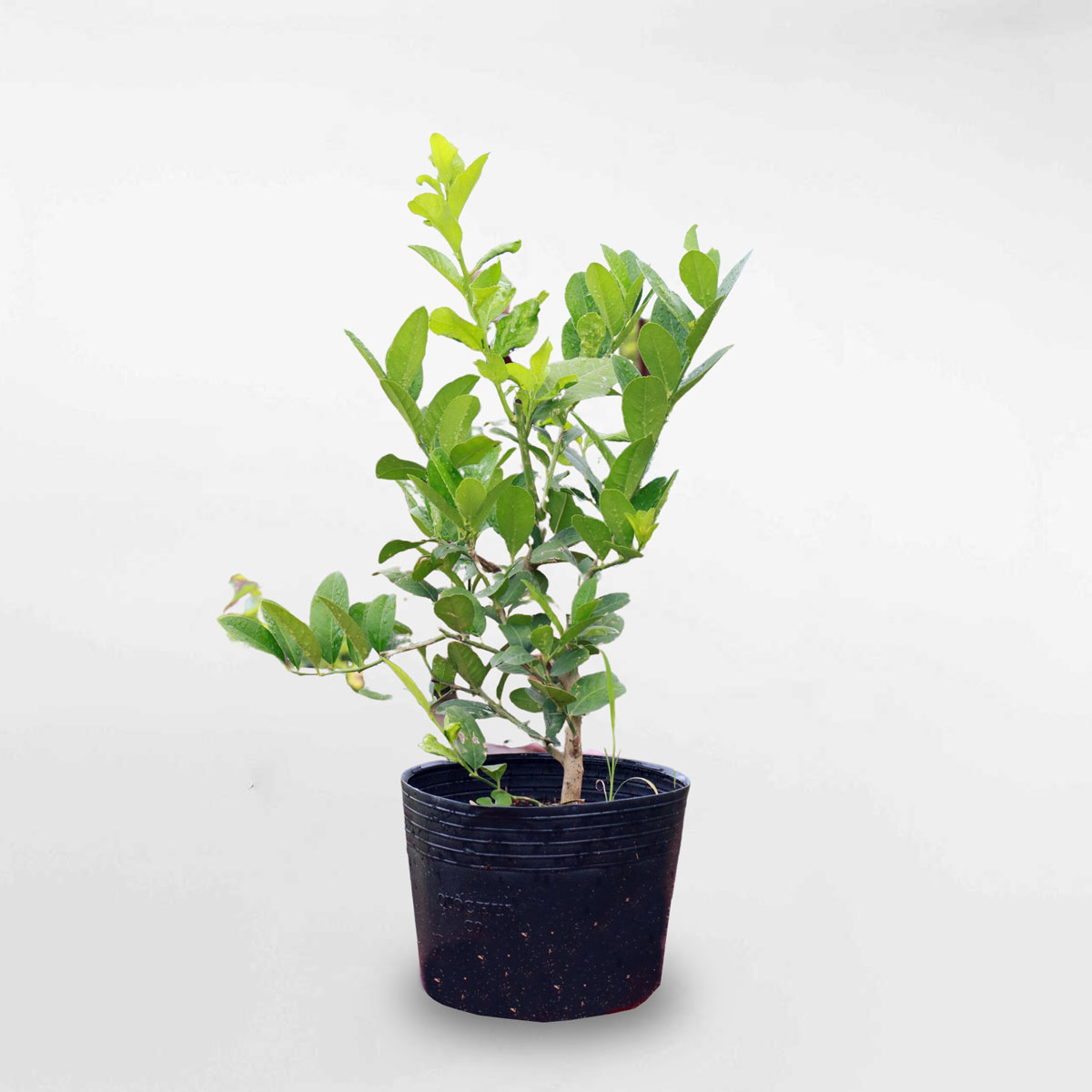 Cây chanh vàng mỹ Eureka chậu ươm FRUI002