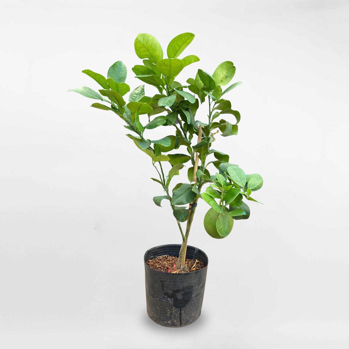 Cây bưởi da xanh chậu ươm FRUI001