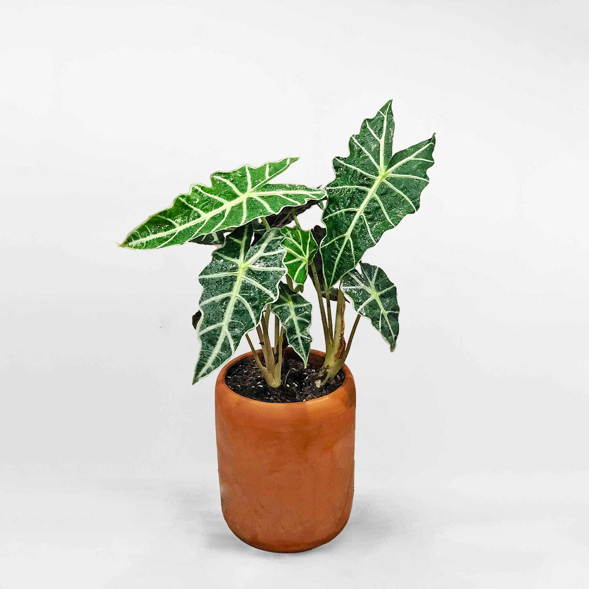 Cây môn quan âm để bàn Alocasia Polly chậu đất nung ALOCA009
