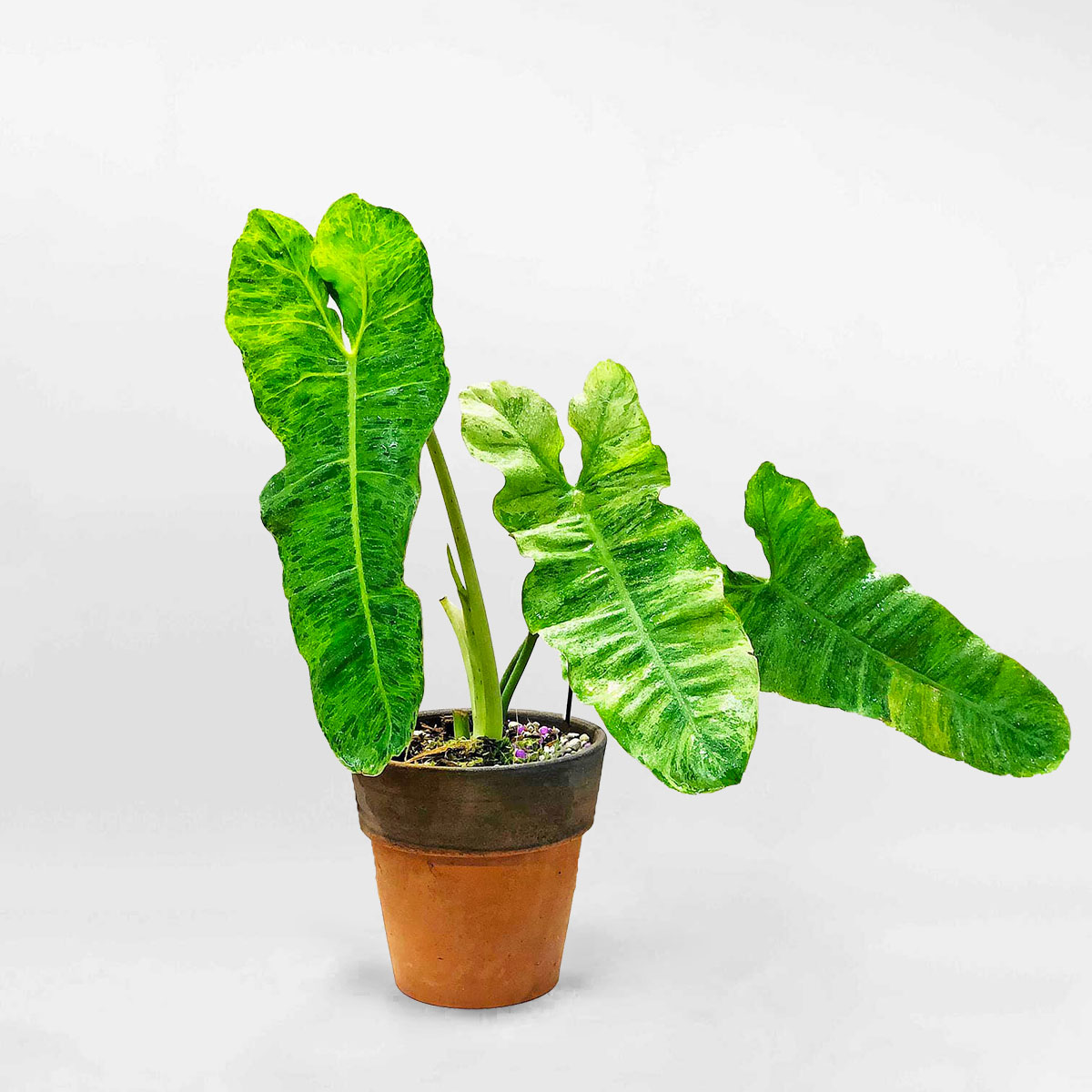Cây trầu bà Philodendron Paraiso chậu gốm để bàn PHIL018