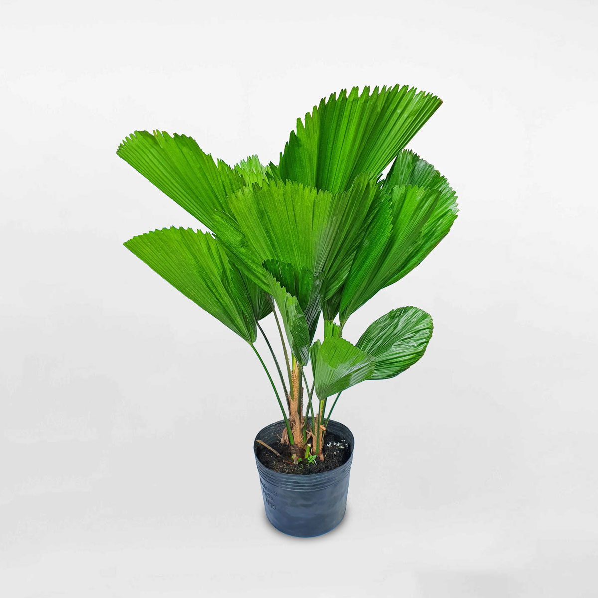 Cây cọ nhật cỡ trung cao 90cm chậu ươm LICU009