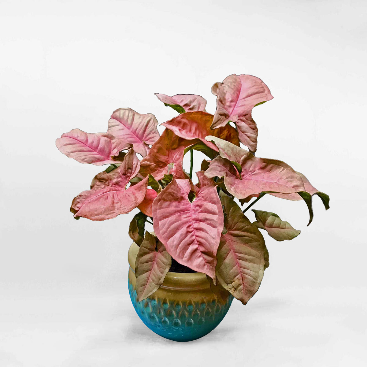 Cây tróc bạc hồng để bàn chậu sứ Syngonium Pink SYNG001