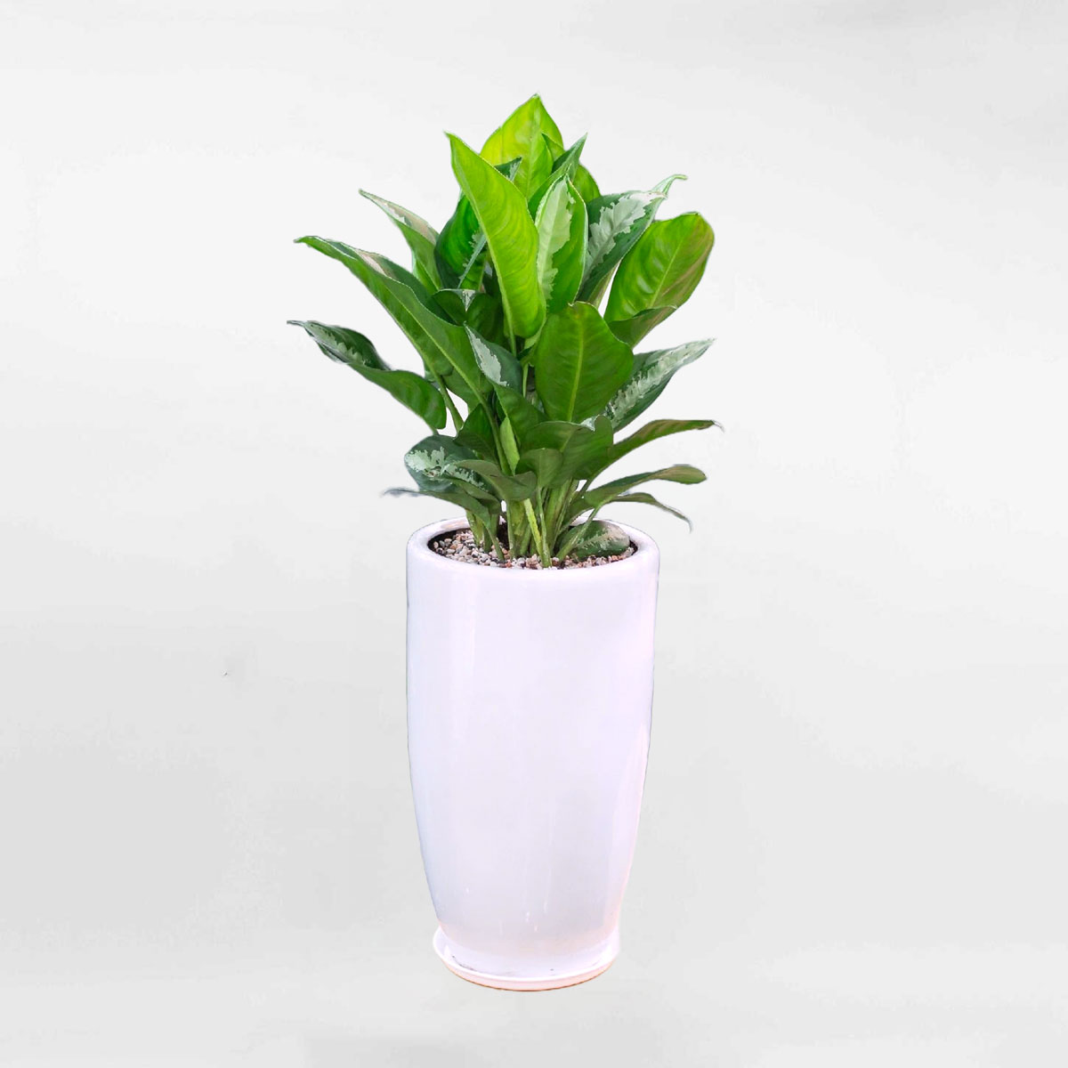 Cây hoàng hậu chậu ly sứ màu trắng AGLA014