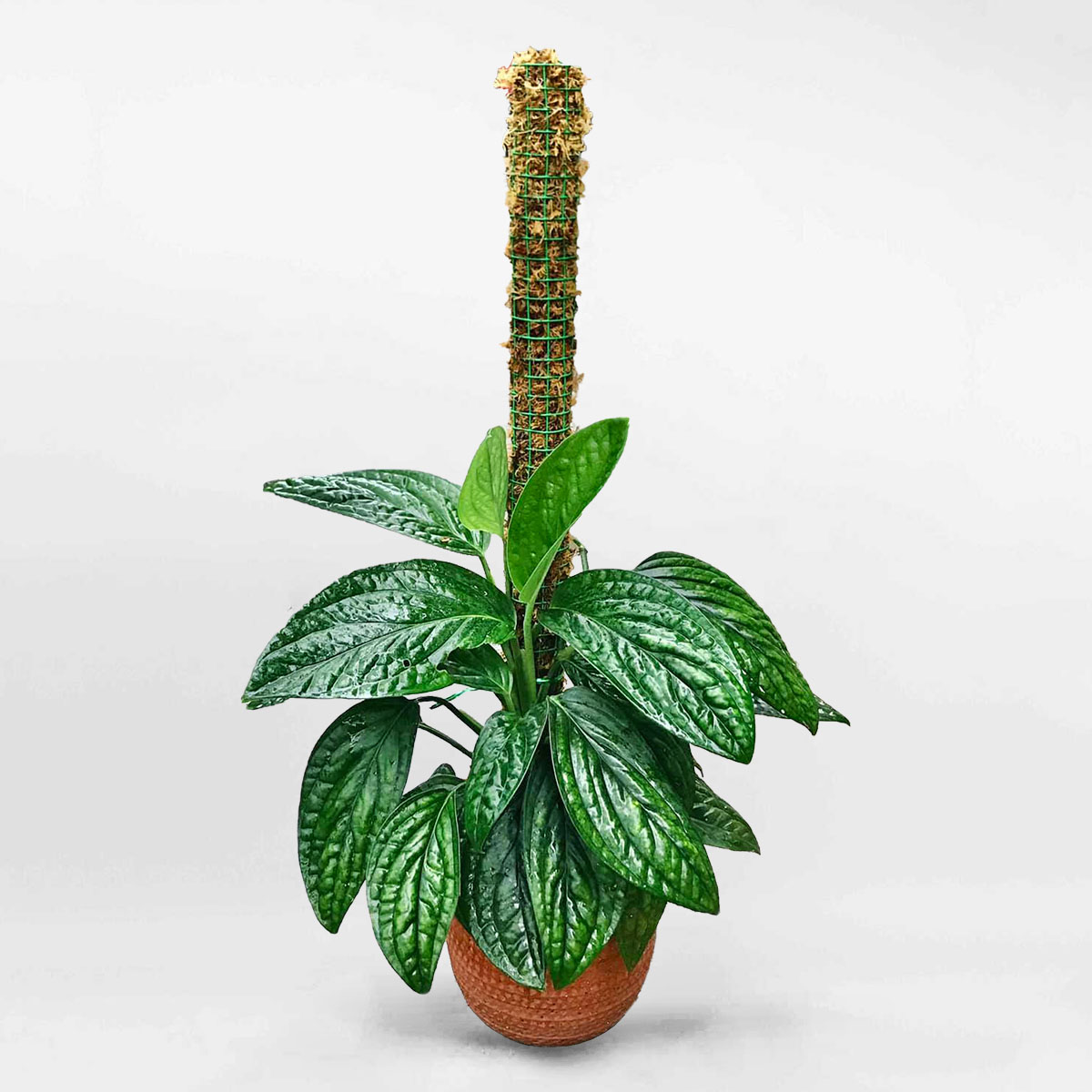 Cây trầu bà hạnh phúc để bàn chậu gốm Monstera Pinnatipartita MONS015