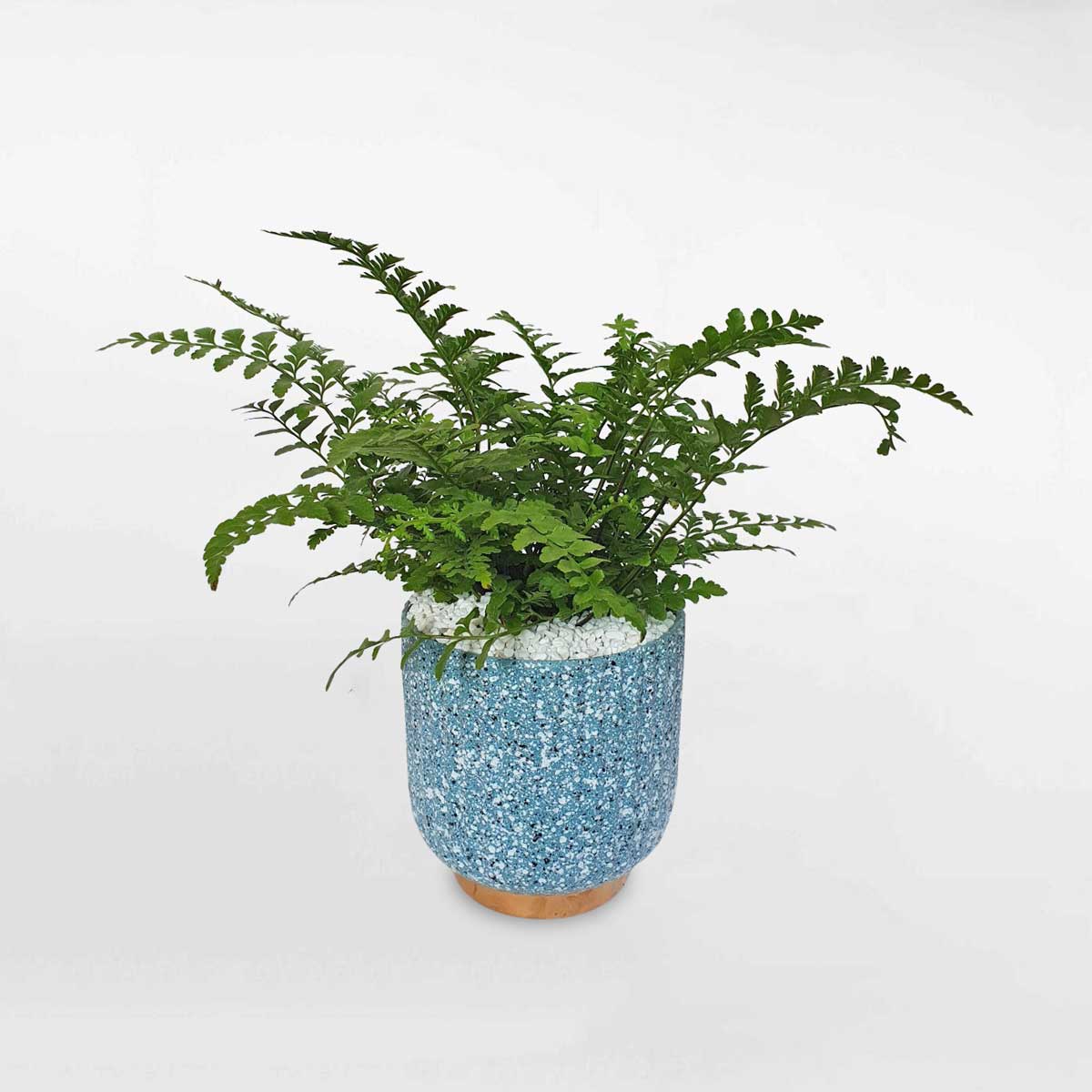 Cây dương xỉ Hà Lan để bàn chậu gốm sứ ASPA004