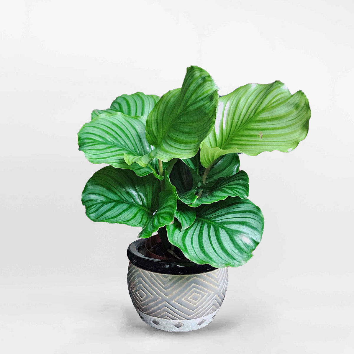 Cây đuôi công táo xanh để bàn chậu gốm Calathea Orbifolia CALA018