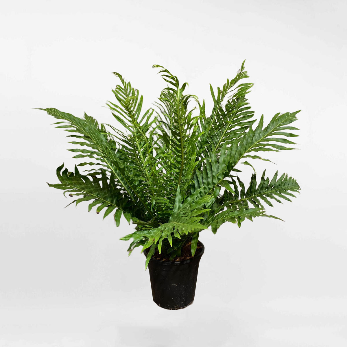 Cây dương xỉ phượng hoàng chậu ươm ASPL008