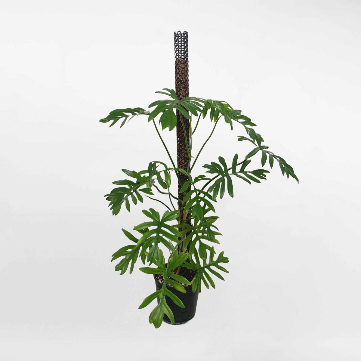 Cây philodendron mayoi leo cột chậu ươm PHIL016