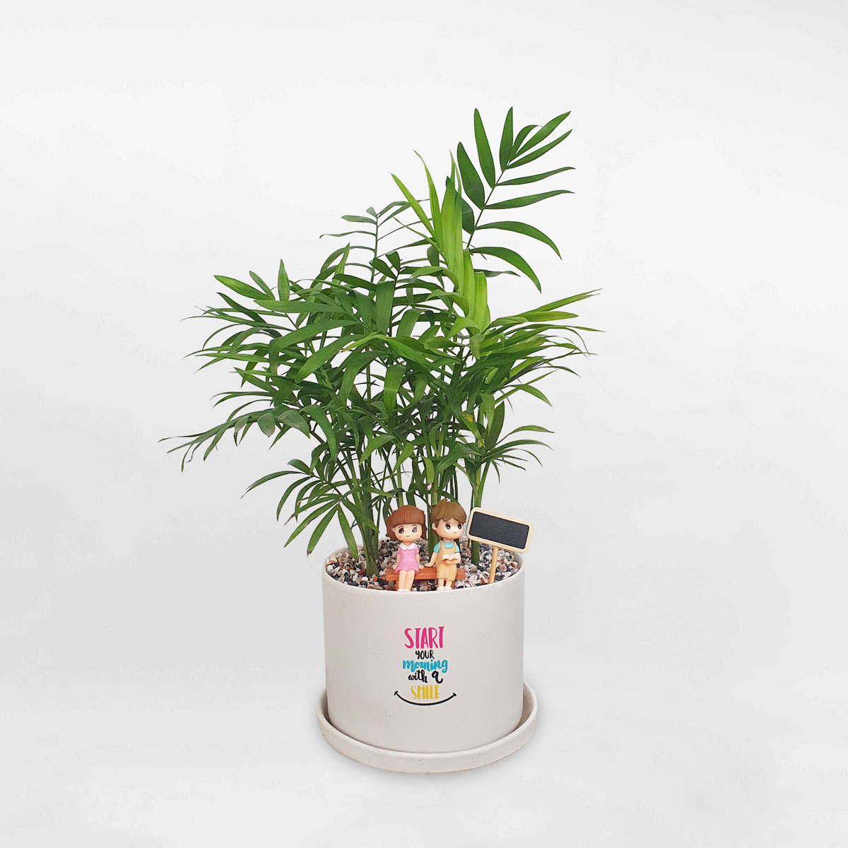 Cây cau tiểu trâm mini cặp đôi công viên chậu sứ CHAM005