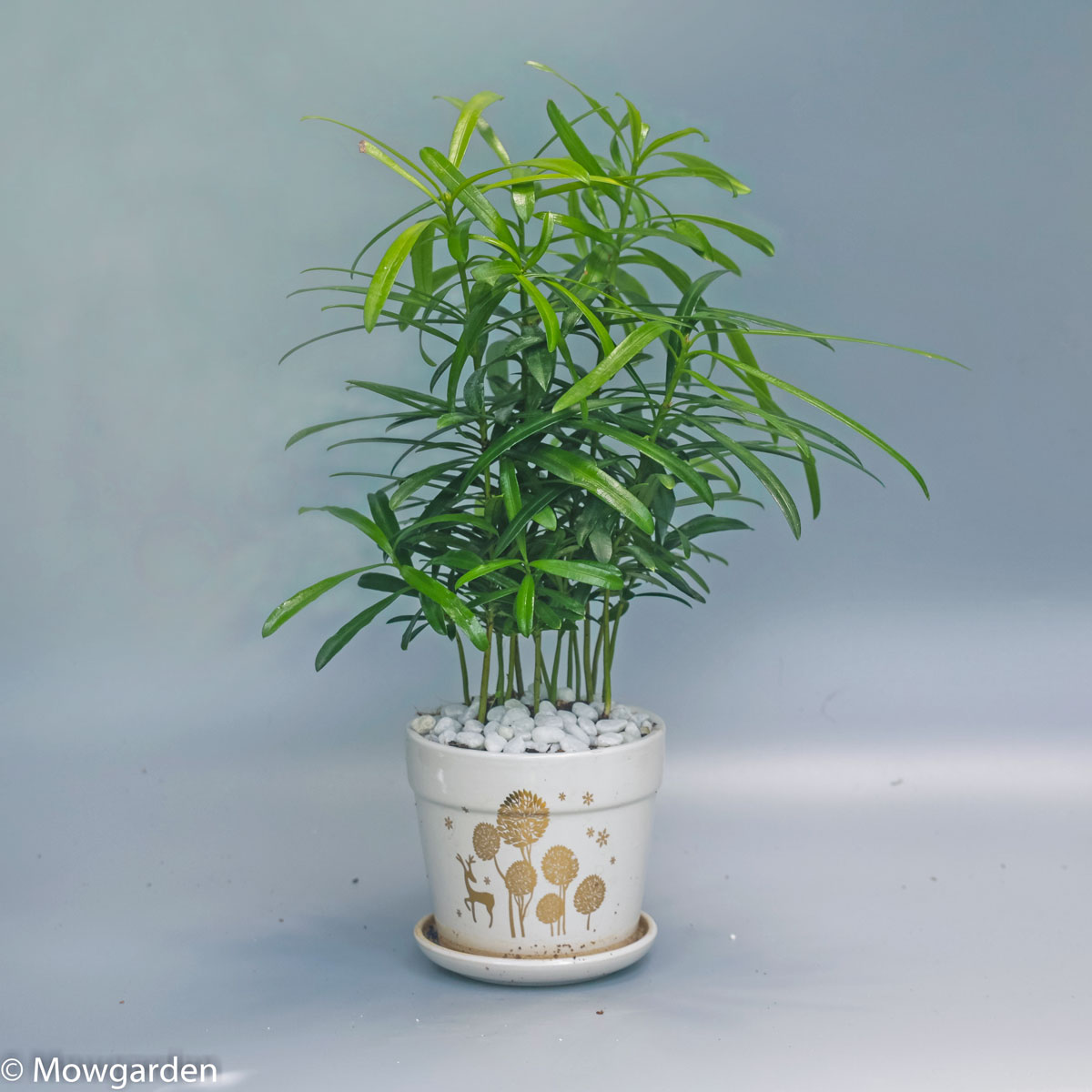 Cây tùng la hán mini để bàn chậu sứ PODO001