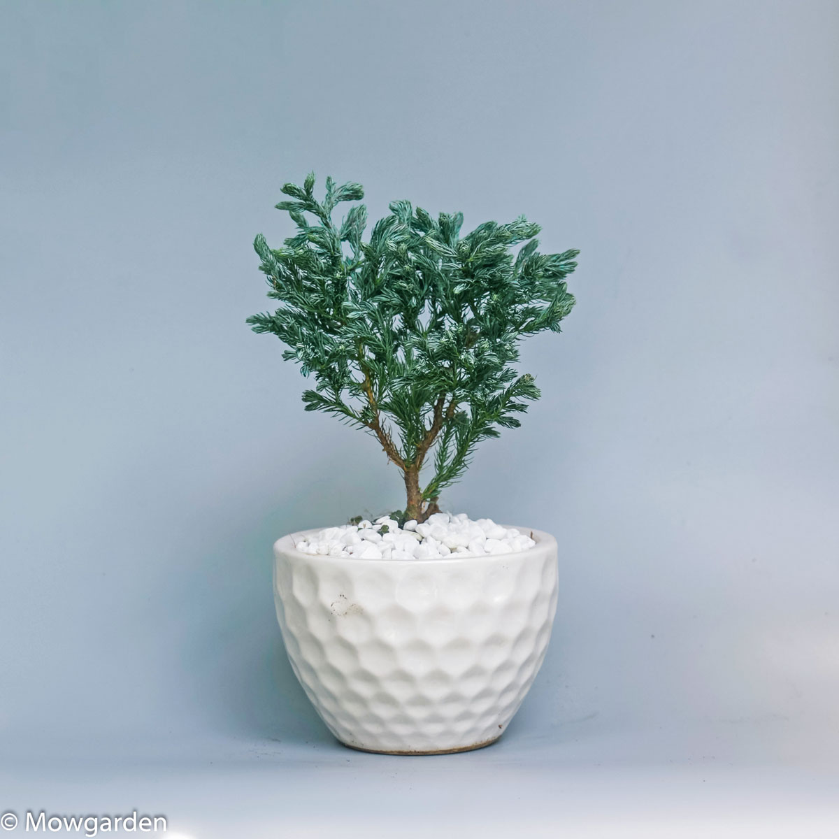 Cây tuyết tùng chậu sứ trắng để bàn PINA003