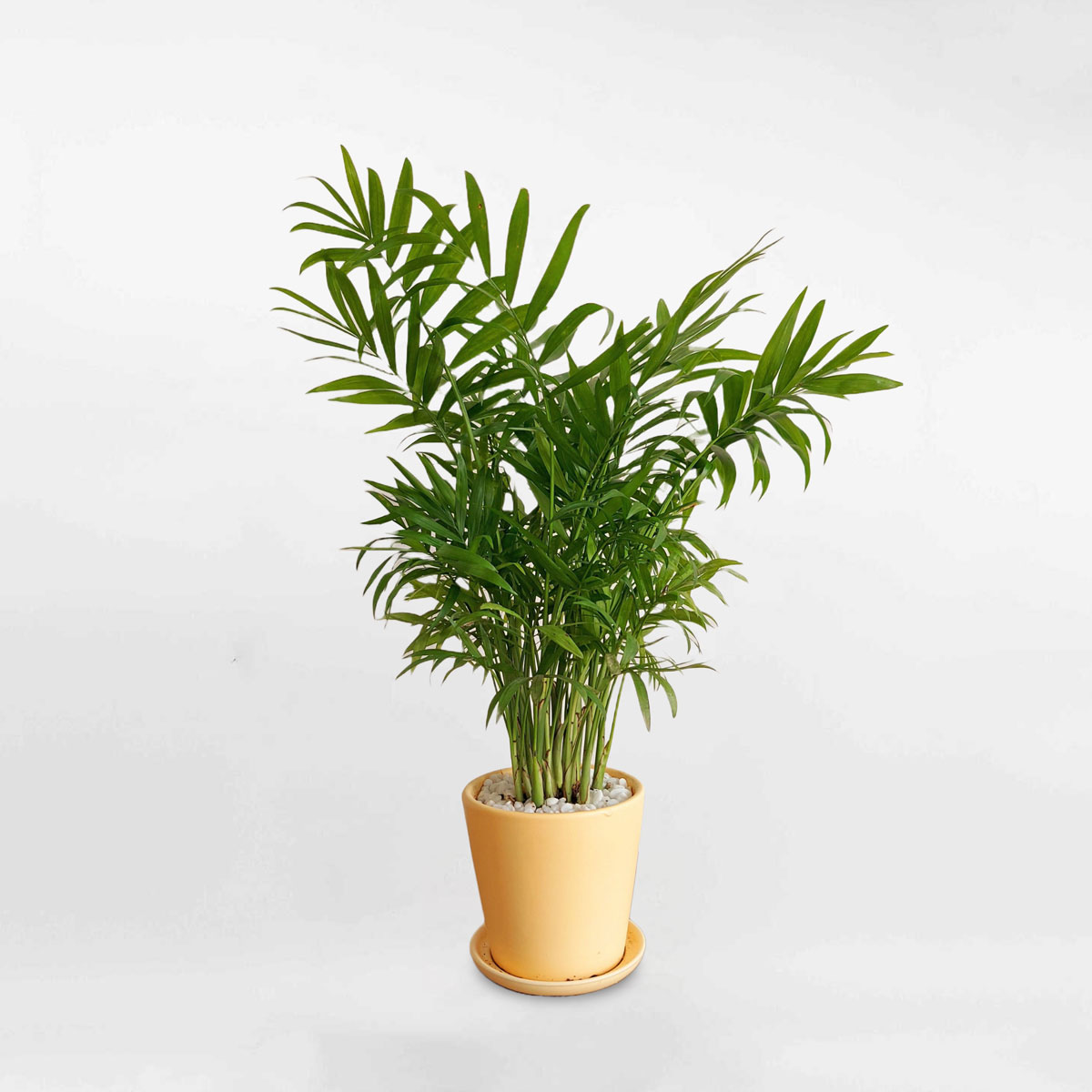 Cây cau tiểu trâm mini chậu đất nung để bàn CHAM004