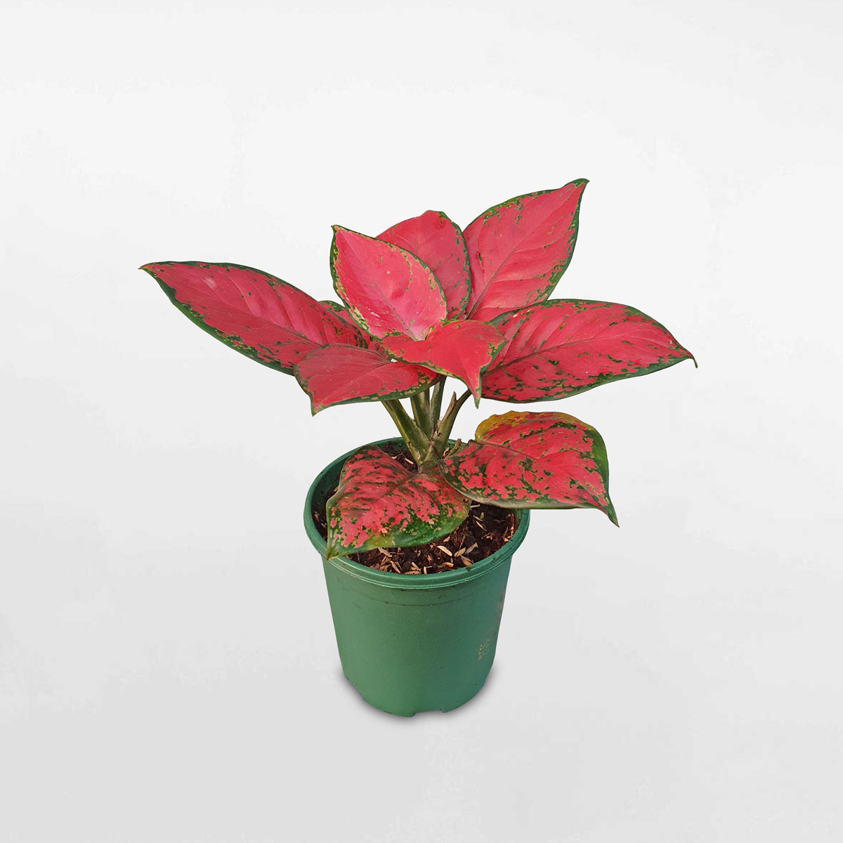 Cây vạn lộc son ‘Anjamani red’ chậu ươm AGLA200