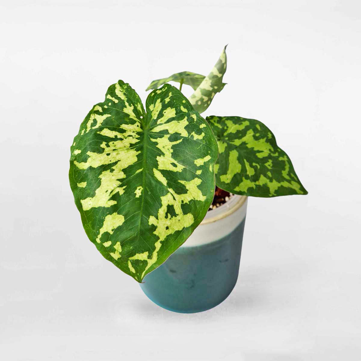 Cây môn lính để bàn chậu sứ mini Caladium Hilo Beauty CALA013