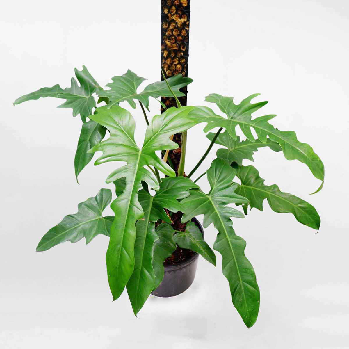 Cây trầu rồng leo trụ Philodendron Golden Dragon PHIL012