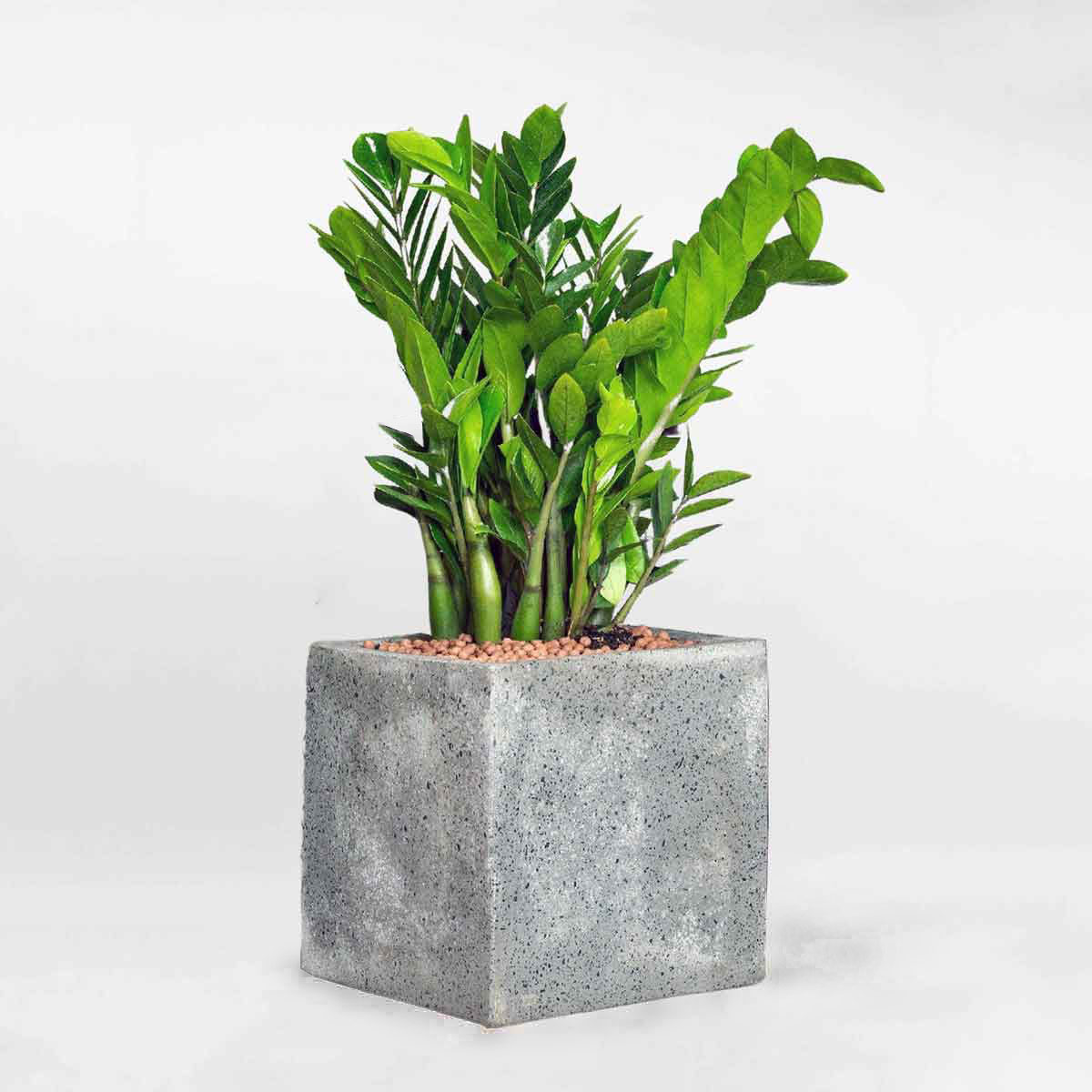 Cây kim tiền cỡ trung chậu xi măng đá mài vuông ZAMI015