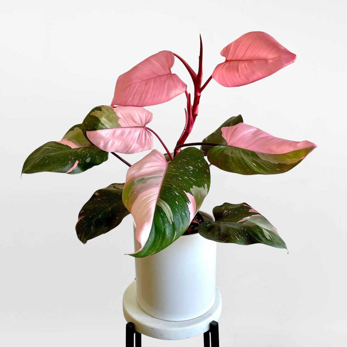 Cây Công Chúa Hồng Philodendron Pink Princess PHIL011