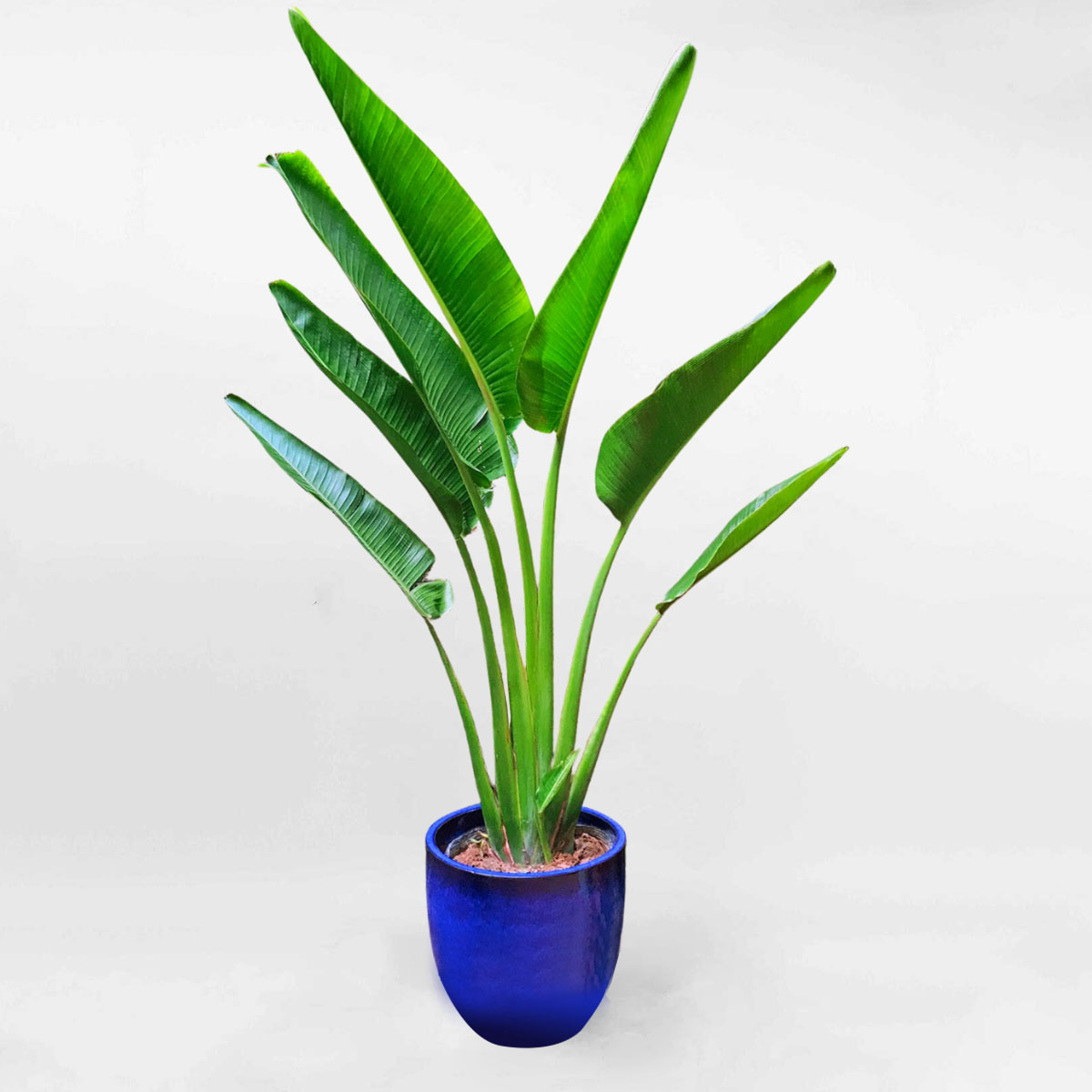 Cây chuối rẻ quạt chậu gốm họa tiết CRQ001