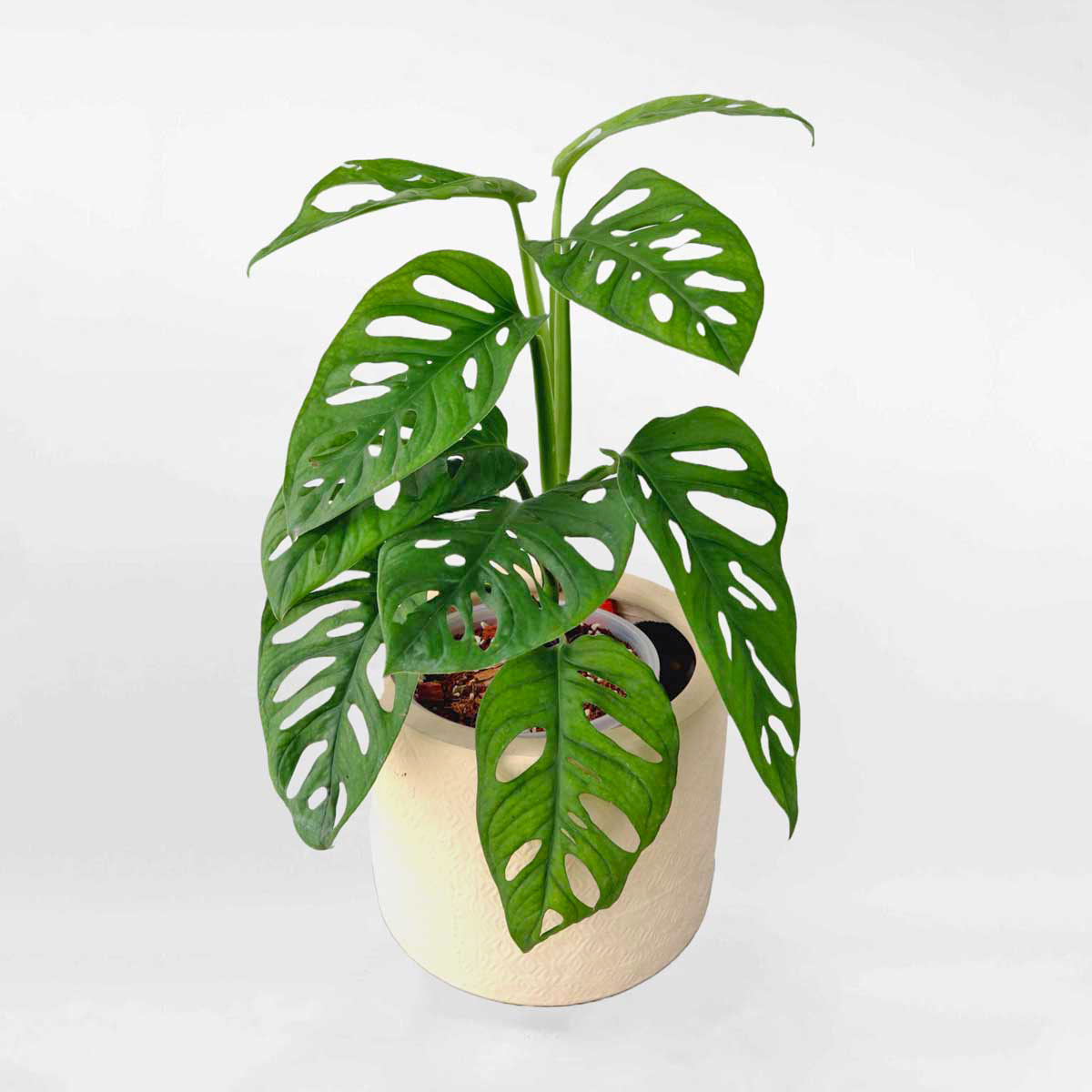 Cây Trầu Bà Lỗ chậu gốm để bàn Monstera adansonii Monkey Mask – MONS013
