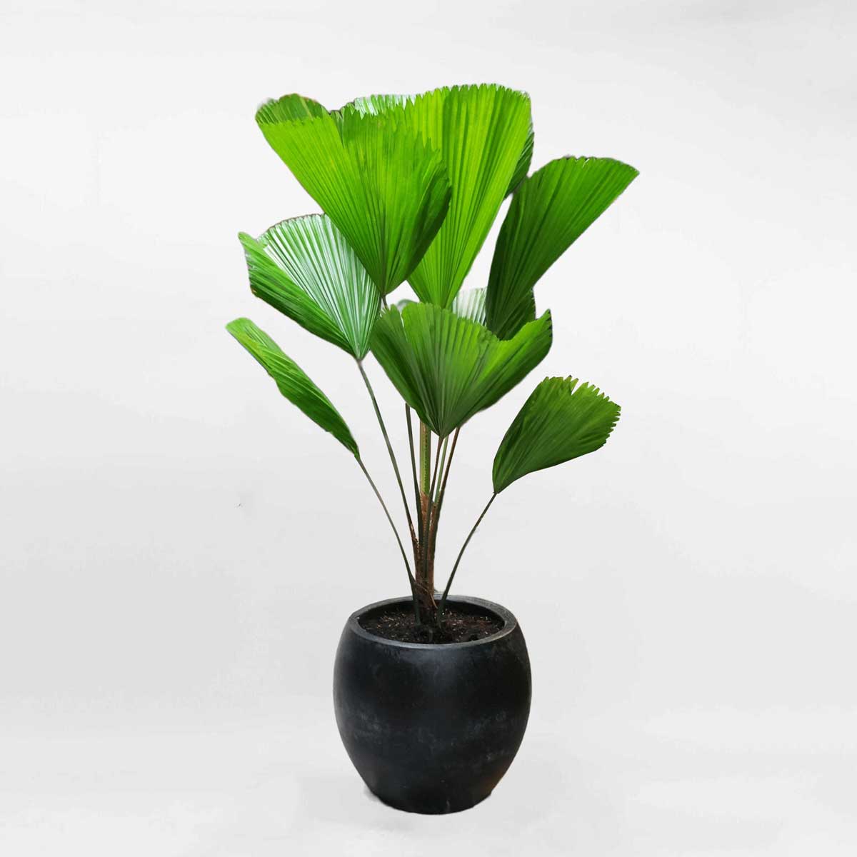 Cây cọ Nhật cây văn phòng LICU007