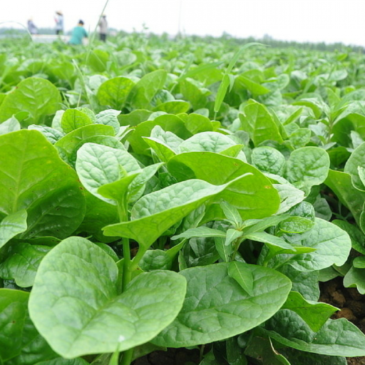 Hạt giống Mồng Tơi lá to Phú Nông 3